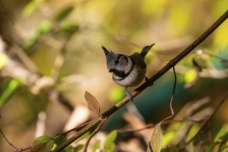 Crested Tit (Parus cristatus), Germany, Europe