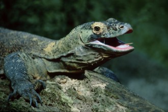 Komodo dragon (Varanus komodensis)