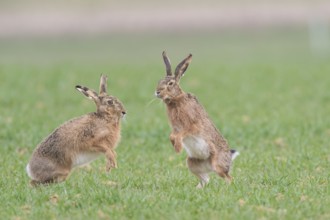 Hares (Lepus europaeus), Upper Austria, Austria, Europe