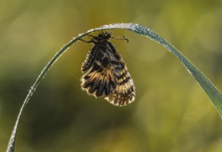 Southern festoon (Zerynthia polyxena) hangs on a blade of grass with drops of water, Lake Neusiedl