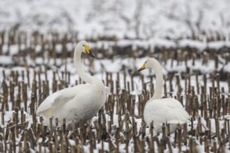 Whooper swans (Cygnus cygnus), Emsland, Lower Saxony, Germany, Europe