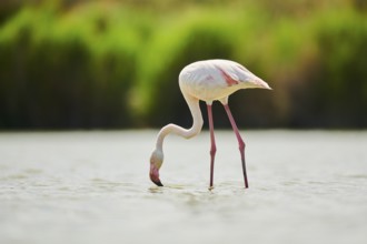 Greater Flamingo (Phoenicopterus roseus) standing in the water, Parc Naturel Regional de Camargue,