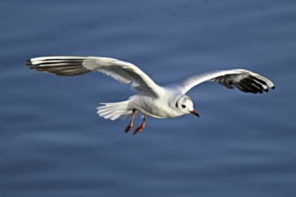 Black-headed Black-headed Gull (Larus ridibundus), in flight, Switzerland, Europe