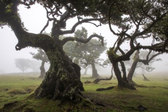 Laurel trees overgrown with moss and plants in the mist, old laurel forest (Laurisilva), stinkwood