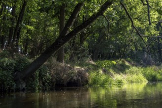 River landscape of the Thaya in late summer, Czech Republic, Europe