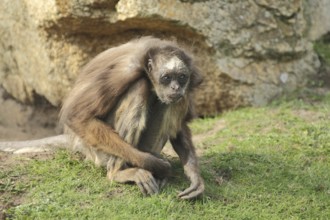 Geoffroy's spider monkey (Ateles geoffroyi), sit, spider monkey, brown-headed spider monkeys,