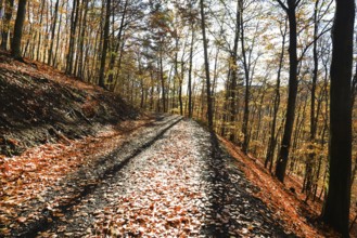 Autumn atmosphere, forest, Iserlohn, Germany, Europe