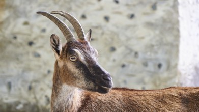 Kri-kri, endangered endemic Cretan wild goat, profile, head and anterior body, house wall, Samaria