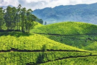Green tea plantations in Munnar, Kerala, India, Asia