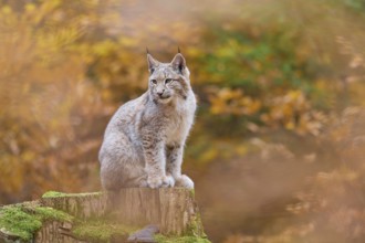 Eurasian lynx (Lynx lynx), sitting on tree trunk in autumn forest
