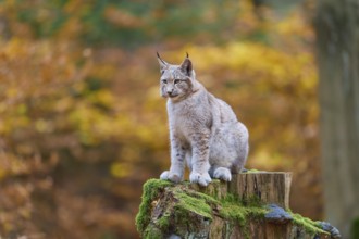 Eurasian lynx (Lynx lynx), sitting on tree trunk in autumn forest