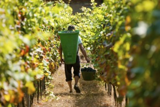 Grape grape harvest in the Spaargebirge near Meißen