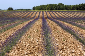 Lavender field, flowering true lavender (Lavandula angustifolia), near Valensole, Provence,