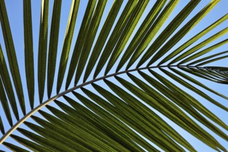 Structure of a palm frond, close-up, backlight, background image