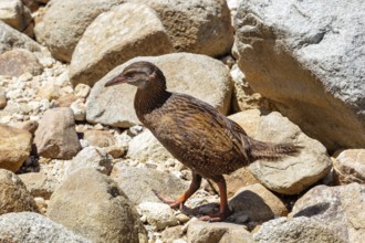 Weka (Gallirallus australis), Coquille-Bay, Kaiteriteri, New Zealand, Oceania