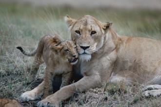 Lioness (Panthera leo) with cub, Ngorongoro, Tanzania, Africa