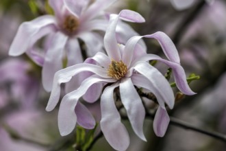 Star magnolia, flower of the star magnolia (Magnolia stellata), Baden-Württemberg, Germany, Europe