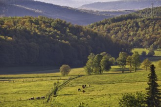 Green hills with trees and pastures stretch out in a landscape, Siegen, North Rhine-Westphalia,