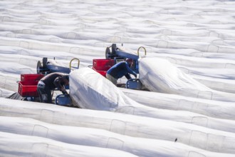 Asparagus harvest on the Lower Rhine, near Wesel, asparagus field under thermo foil, for faster