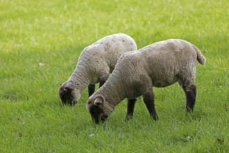 Lambs on pasture, Shottery, Stratford-upon-Avon, Warwickshire, England, Great Britain