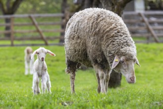 Sheep and young of the Württemberger breed, also known as Merinoland sheep. Sheep pasture on the