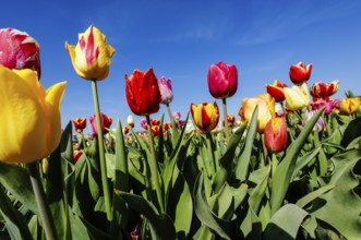 Tulips blooming in a tulip field, Grevenbroich, North Rhine-Westphalia, Germany, Europe