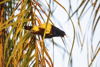 Yellow-rumped cacique (Cacicus cela) Pantanal Brazil