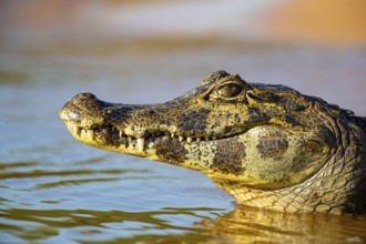 Spectacled caiman (Caiman crocodilius) Pantanal Brazil