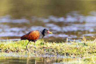 Red-fronted leaflet (Jacana jacana) Pantanal Brazil