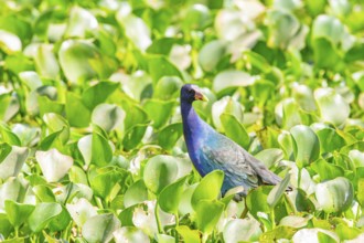 American purple gallinule (Porphyrio martinicus) Pantanal Brazil