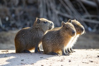 Capybara (Hydrochaeris hydrochaeris) Pantanal Brazil