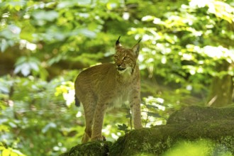 Lynx (Lynx lynx) captive Germany