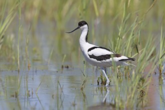 Avocet (Recurvirostra avosetta) adult wader standing in the shallow water of the lake shore zone,