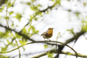A robin (Erithacus rubecula) sitting on a branch in a green environment, Hesse, Germany, Europe