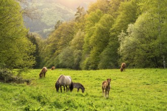 Icelandic horses in a pasture. Mares with foals. A foal begs. Evening, golden hour, backlight.