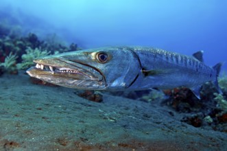 Underwater photo close-up of large specimen of Great barracuda (Sphyraena barracuda) predator has