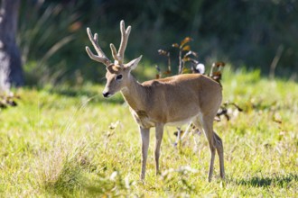 Pampas deer (Ozotoceros bezoarticus) Pantanal Brazil