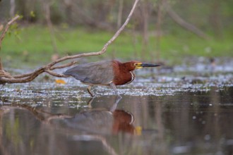 Rufescent tiger heron (Tigrisoma lineatum) Pantanal Brazil