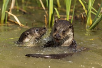 Two otters playing happily in the water between reeds, European otter (Lutra lutra), Germany,