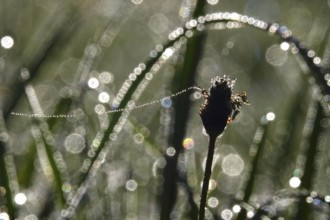 Meadow in spring with dewdrops, Germany, Europe