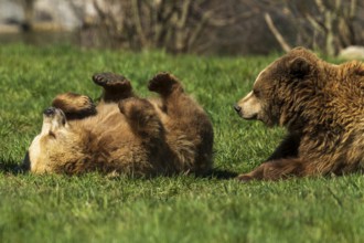 Two bears in a meadow, one lying playfully on its back, brown bear (Ursus (arctos), Germany, Europe