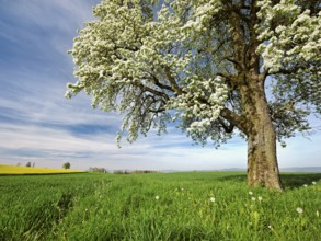Flowering pear tree (Pyrus communis), Beinwil, Freiamt, Canton Aargau, Switzerland, Europe