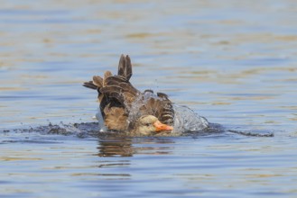 Grey goose (Anser anser) bathing in water, Wildlife, Birds, Geese, Waghäusel, Baden-Württemberg,