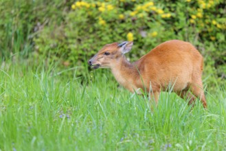 A male Red Forest Duiker (Cephalophus natalensis) stands in a green meadow, eating grass and herbs