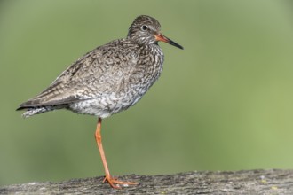 Redshank (Tringa totanus), Lower Saxony, Germany, Europe