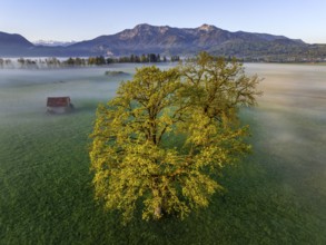 Aerial view, trees, light green leaves, oak, morning light, fog, mountains, sunny, spring,