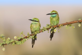 Green Bee-eater (Merops orientalis) pair, Eilat, Israel, Asia