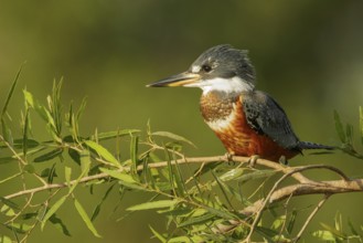 Ringed Kingfisher (Megaceryle torquata) in the Pantalal region of Brazil