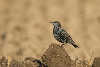 Common Starling (Sturnus vulgaris), Hesse, Germany, Europe
