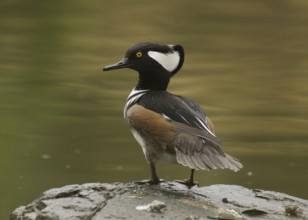Male Hooded Merganser (Lophodytes cucullatus) perched on a rock